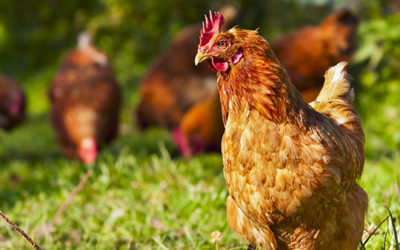 Top 5 Reasons to Buy Local and Seasonal Foods